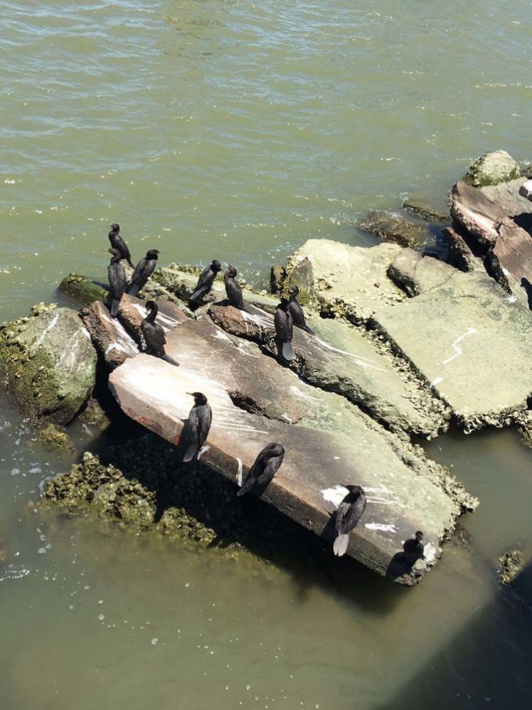 瞧這海邊礁石上：悠閑棲息的海鳥們！