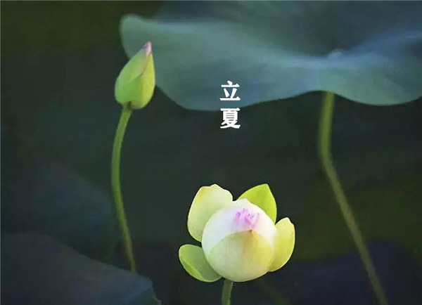 立夏已至，萬物向陽；